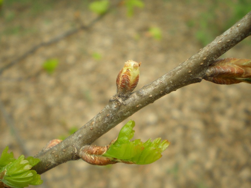 Neuroterus aprilinus , galla  di stagione